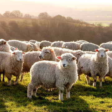 From Sheep to Shawl: The Journey of Organic Yarn