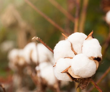Egyptian Cotton: The Standard for Vegan Fiber