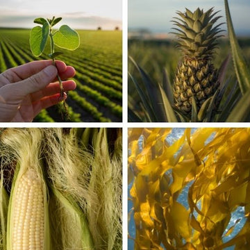 Your Guide to Plant-Based Fibers
